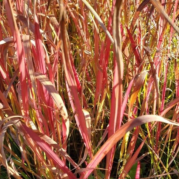 Imperata cylindrica Leaf