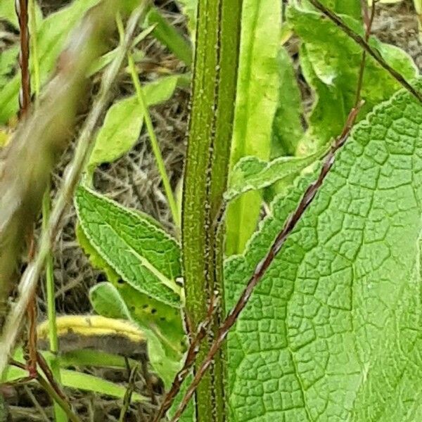 Verbascum nigrum പുറംതൊലി