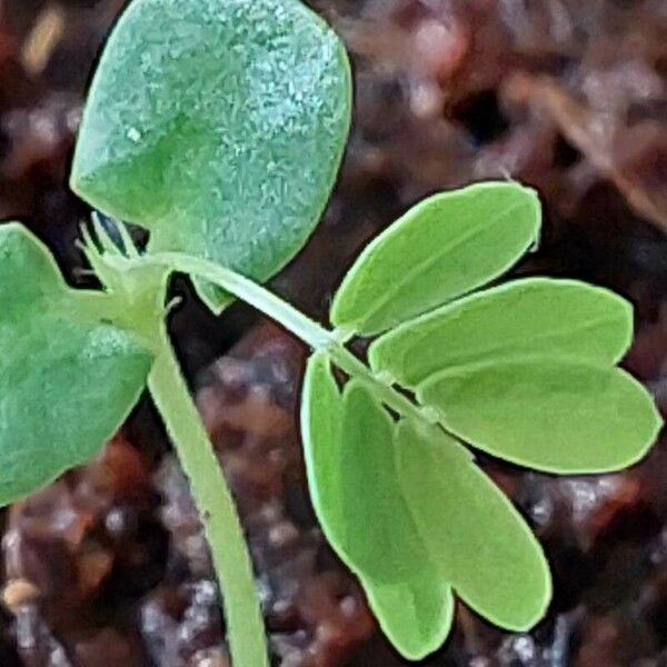 Mimosa pudica Feuille