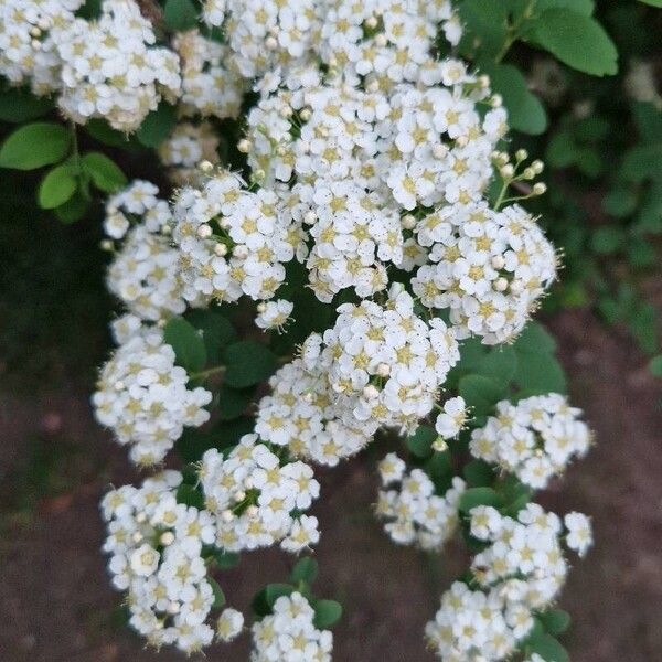 Spiraea nipponica Lorea