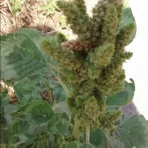 Amaranthus spinosus Fruit