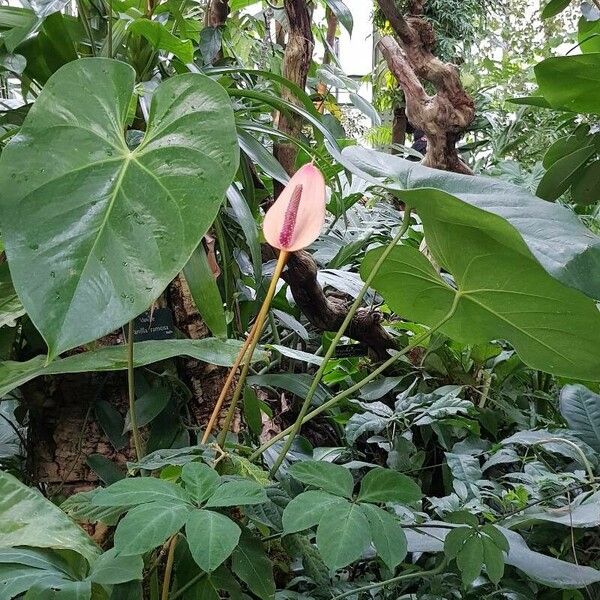 Anthurium nymphaeifolium Alkat (teljes növény)