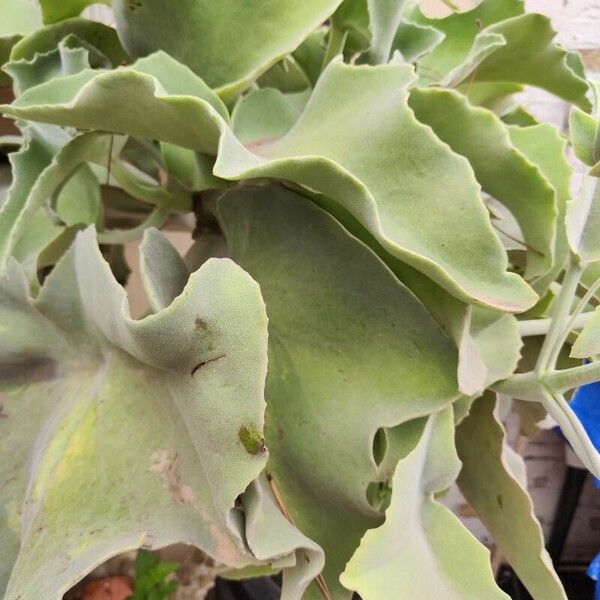 Kalanchoe beharensis Ліст