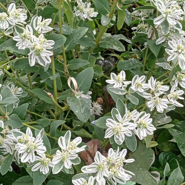 Euphorbia marginata ശീലം