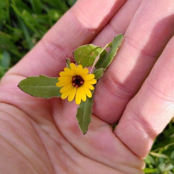 Calendula arvensis Lorea