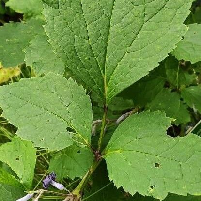 Clematis heracleifolia Hostoa