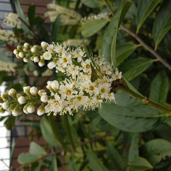 Prunus laurocerasus Kvet