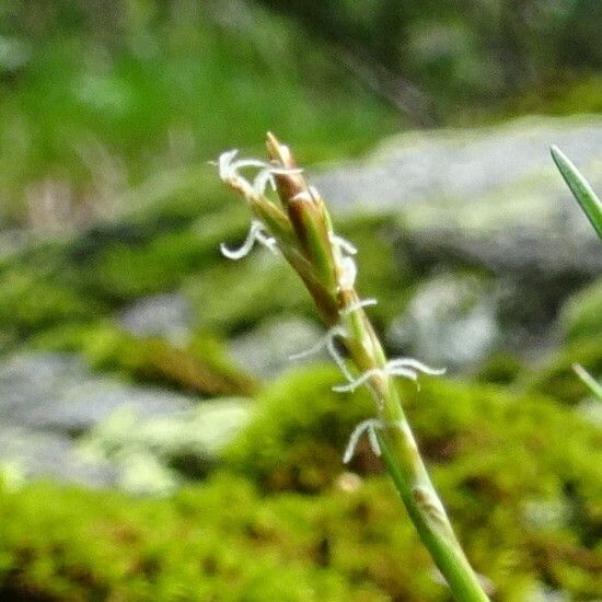 Carex ornithopoda Flower