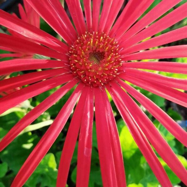 Gerbera jamesonii फूल