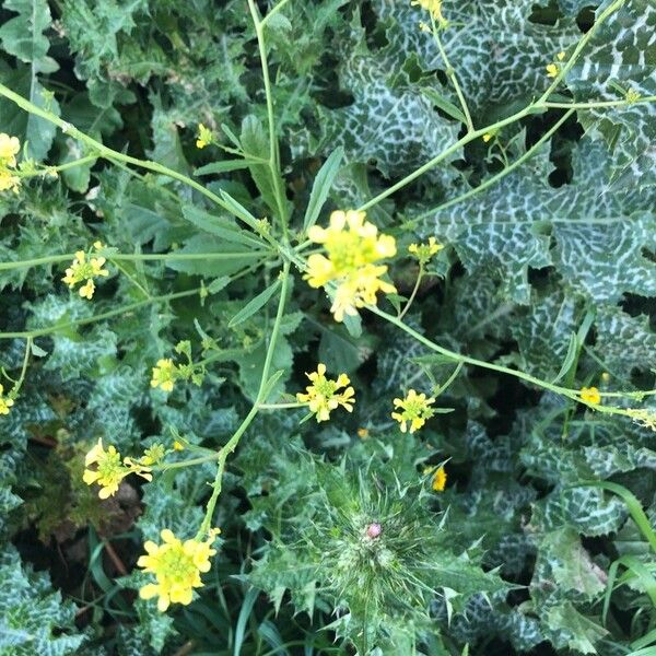 Rapistrum rugosum Flower