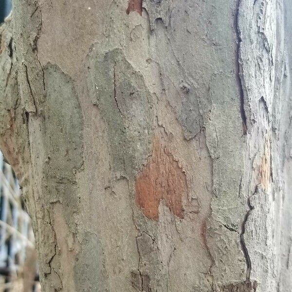 Crataegus viridis Bark