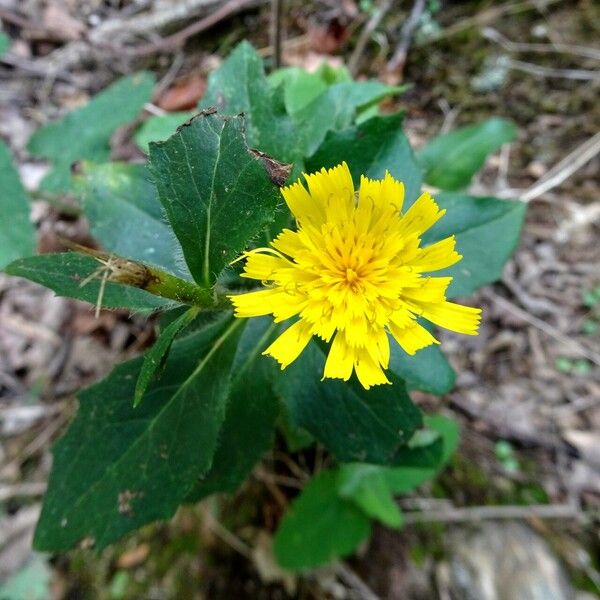 Hieracium sabaudum Floare