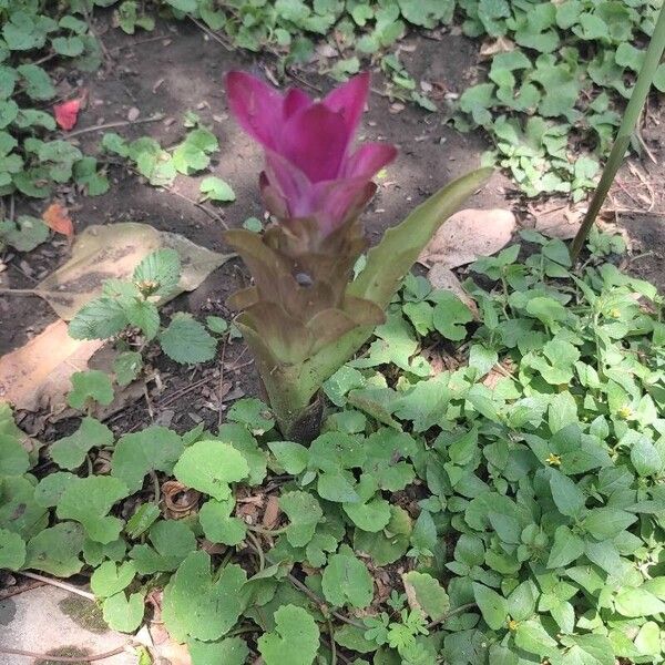 Curcuma aromatica Flower