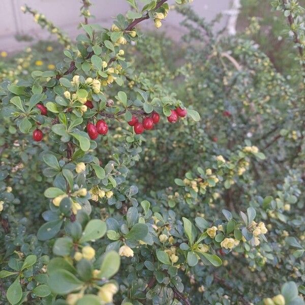 Berberis thunbergii Плід