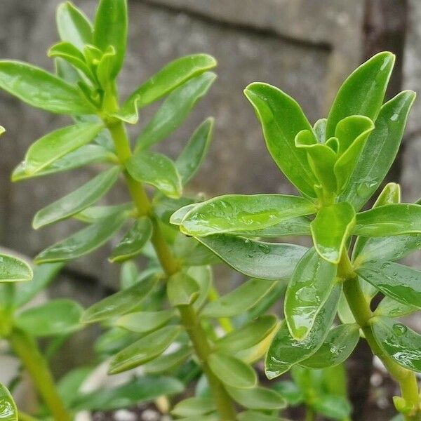 Peperomia inaequalifolia Deilen