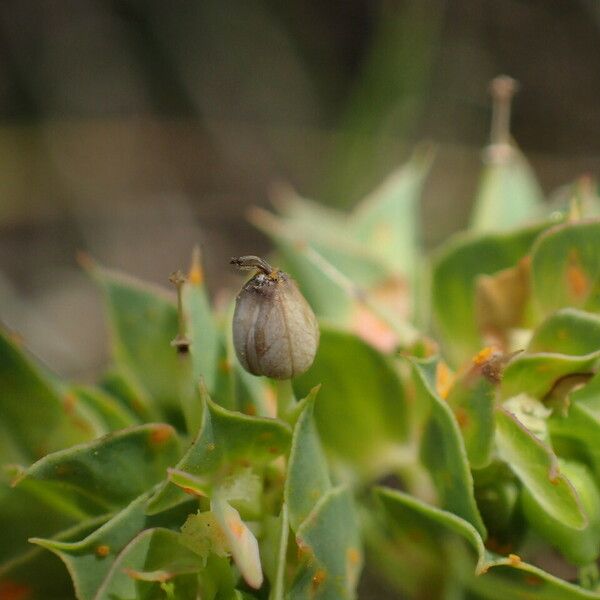 Euphorbia falcata 果實