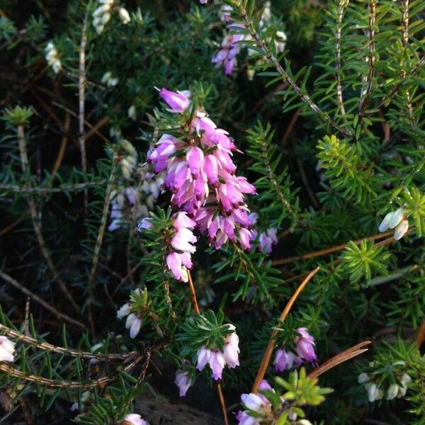 Erica cinerea Flower