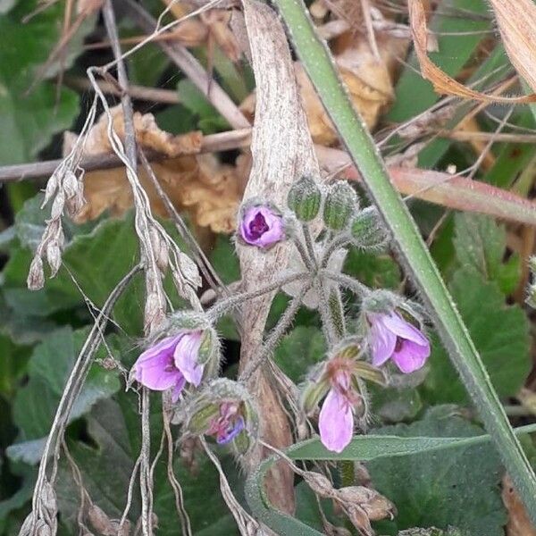 Erodium malacoides Цветок