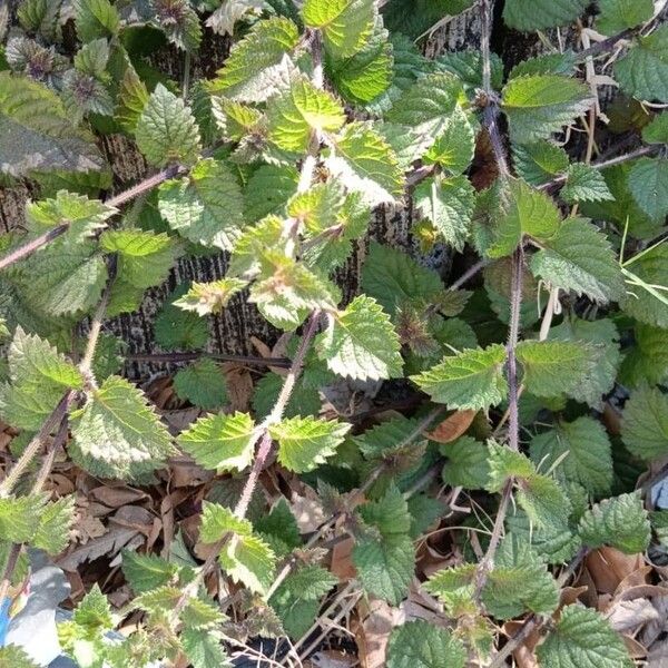 Salvia occidentalis পাতা