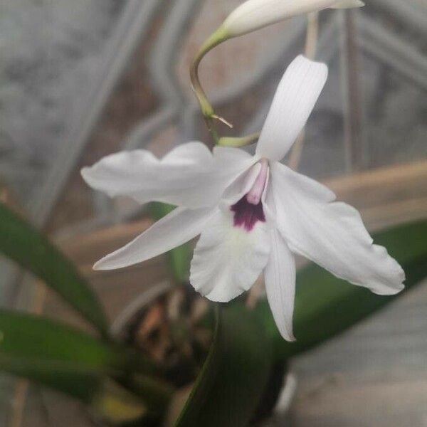 Laelia rubescens Кветка