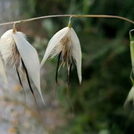 Avena sterilis Flors