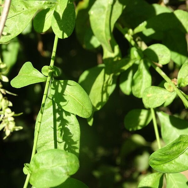 Plumbago zeylanica 葉