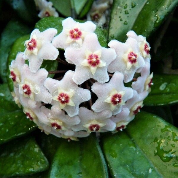 Hoya carnosa Blodyn