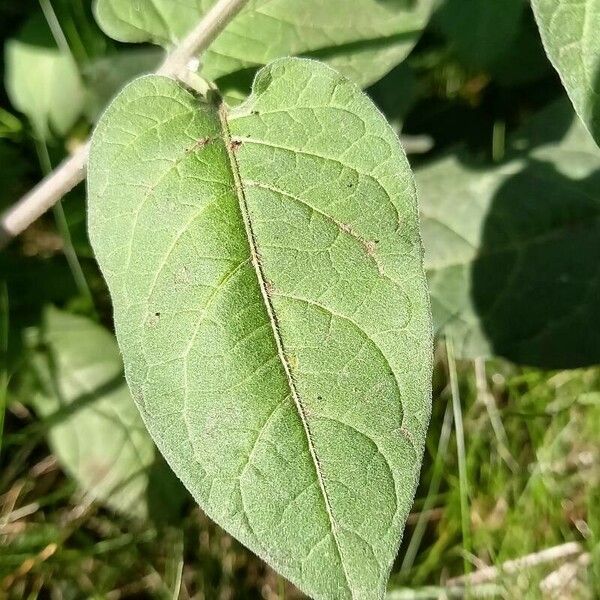 Solanum dulcamara Лист