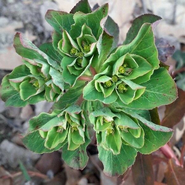 Euphorbia helioscopia Flors