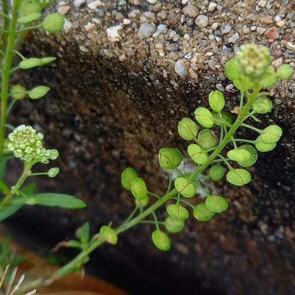 Lepidium virginicum Hedelmä