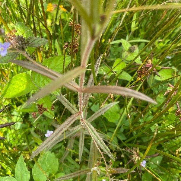 Veronica scutellata Lehti