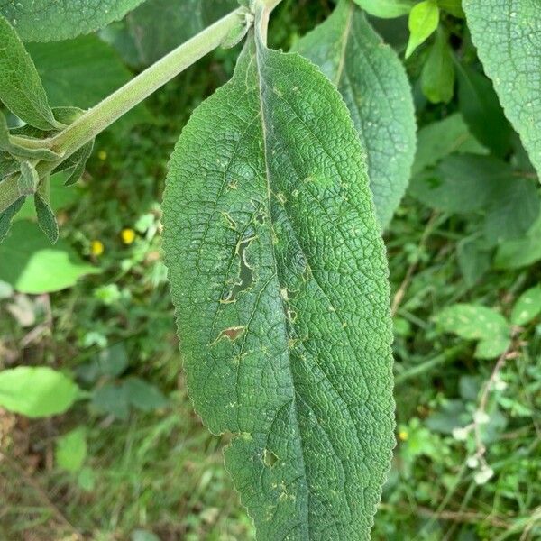 Digitalis thapsi Leaf