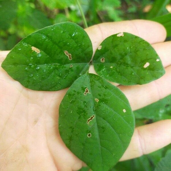 Neonotonia wightii Leaf