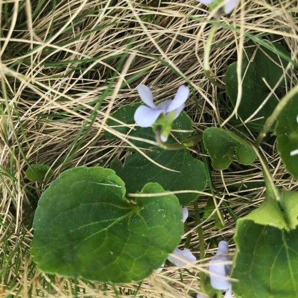 Viola palustris Кветка