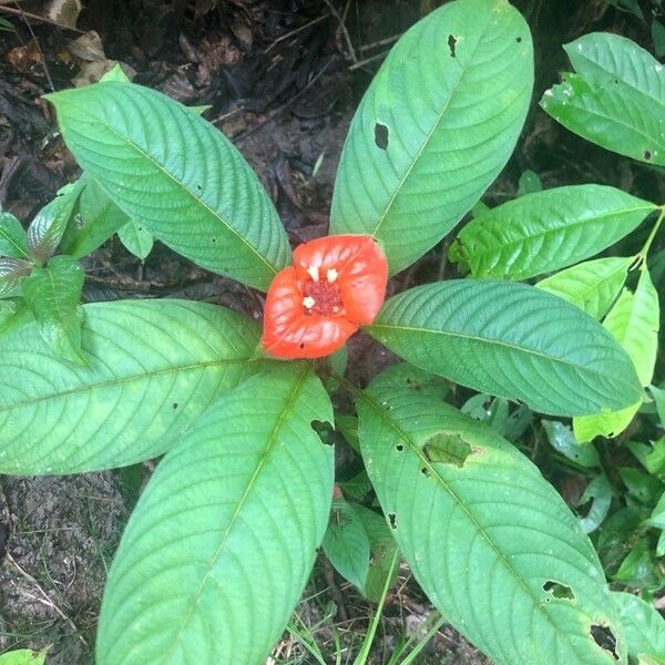 Psychotria poeppigiana Flower