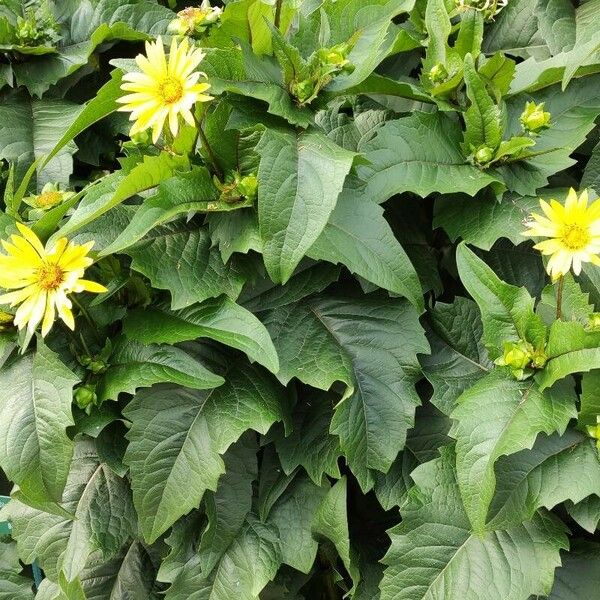 Silphium perfoliatum عادت