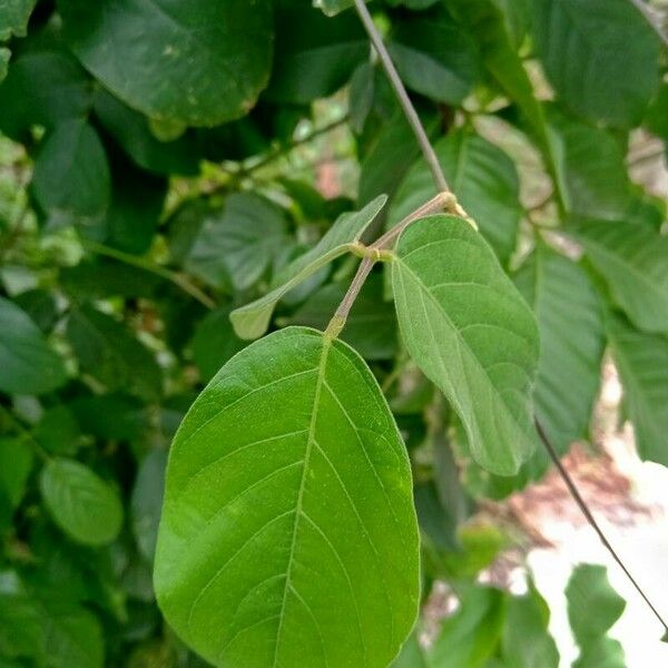 Centrosema pubescens Leaf