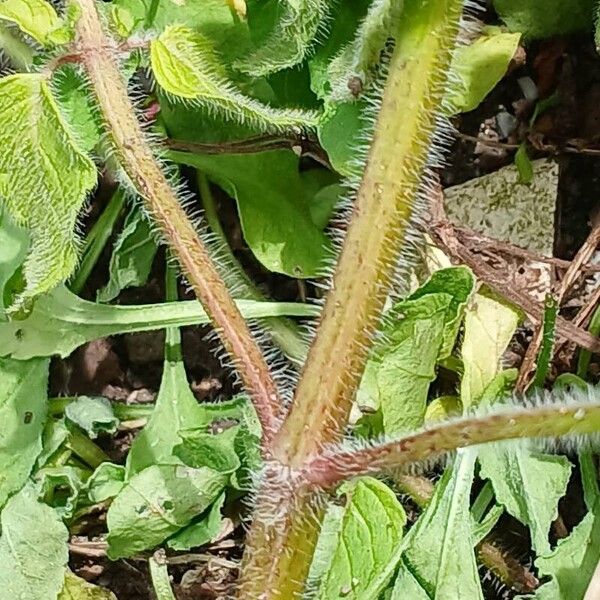 Clinopodium vulgare Lubje