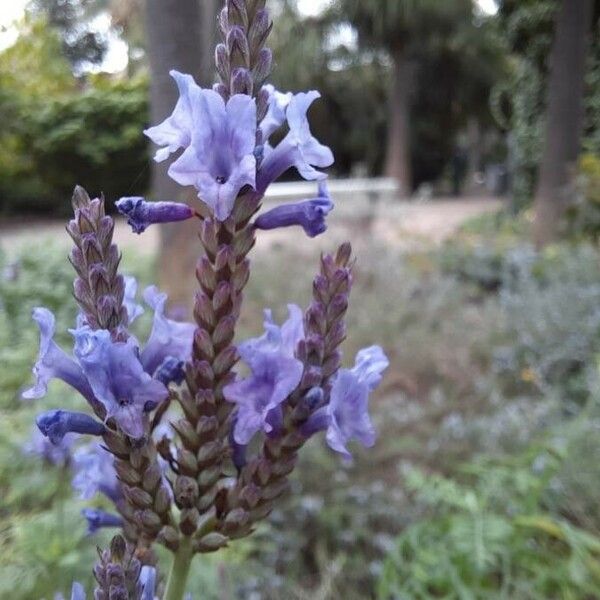 Lavandula canariensis Blodyn