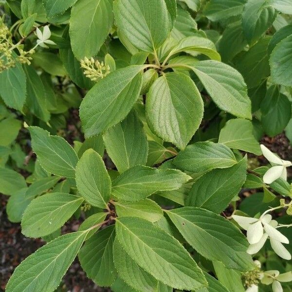 Cornus oblonga 葉