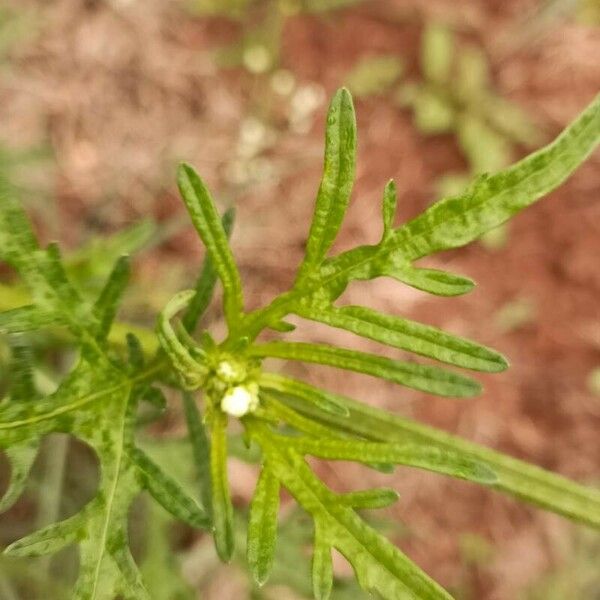 Parthenium hysterophorus Leaf