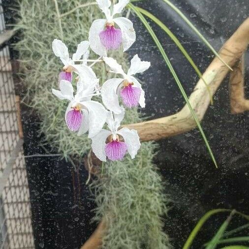 Papilionanthe teres Flower