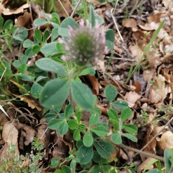 Trifolium hirtum Leaf