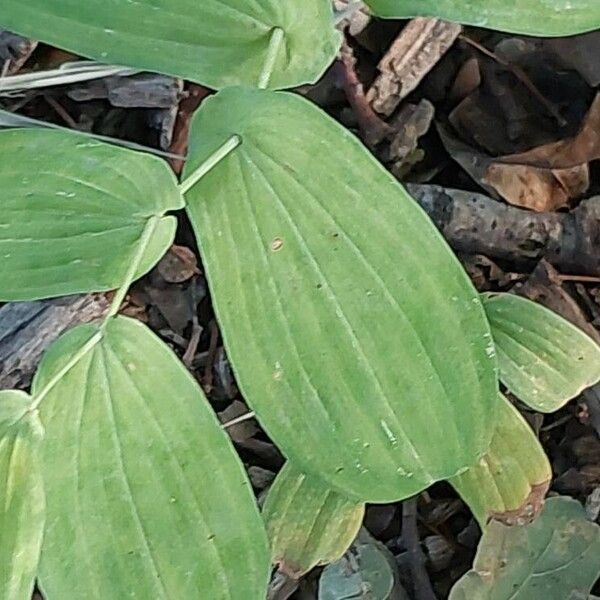 Uvularia grandiflora Folla