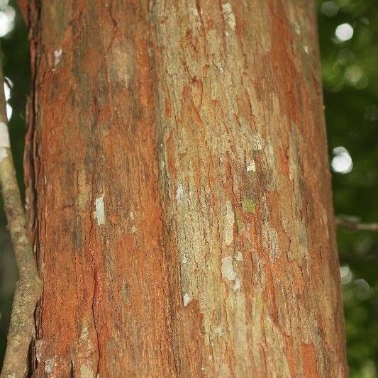 Iryanthera sagotiana Bark