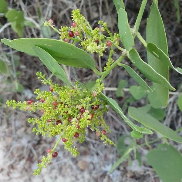 Salvadora persica Blüte