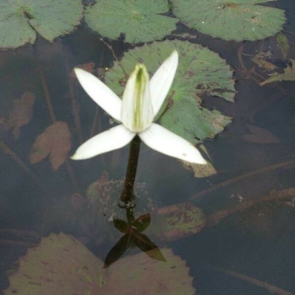 Nymphaea lotus 花