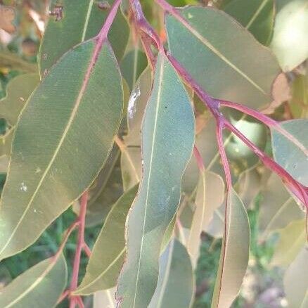 Corymbia ficifolia Blad