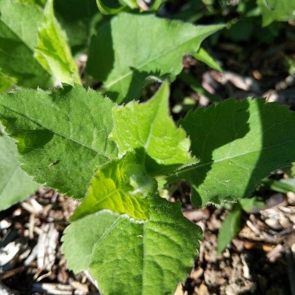 Verbesina virginica Leaf