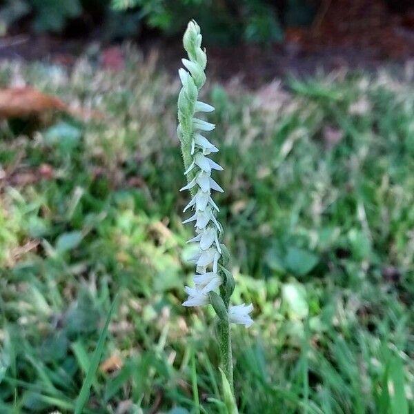 Spiranthes spiralis Flor